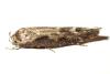 Mompha sp.